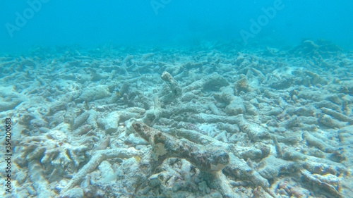 Fotografiet CLOSE UP: Sad view of a devastated bleached exotic coral reef in the Maldives