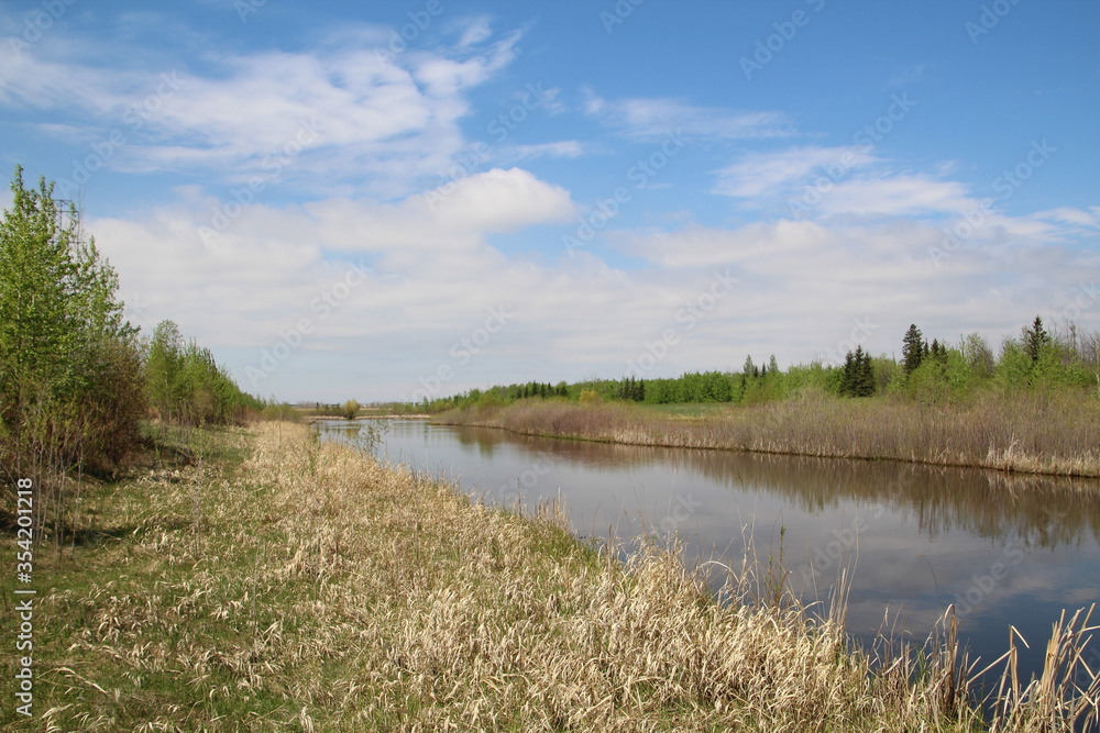 Green Along The Wetland, Pylypow Wetlands, Edmonton, Alberta
