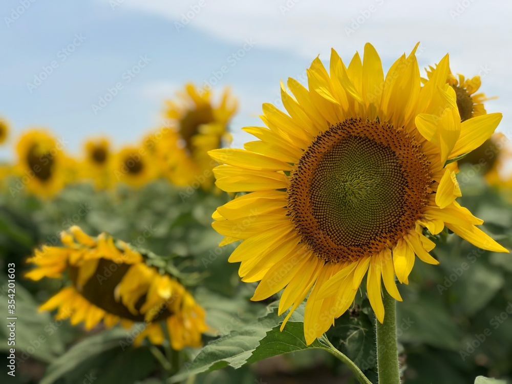 Fototapeta premium sunflower in the field