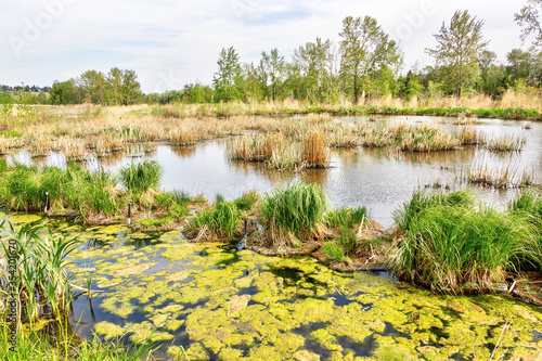 Wetland Marsh at Dale Hodges Park in Calgary, Alberta, Canada