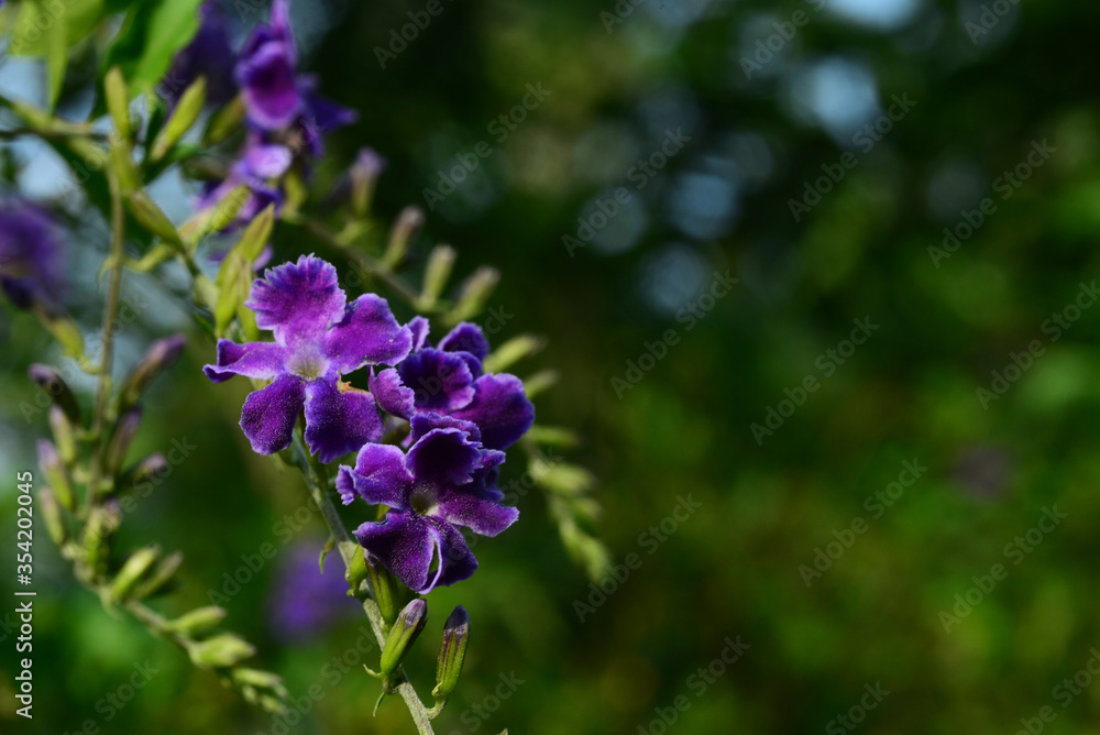 Duranta, Golden Dewdrop, Crepping Sky Flower, Pigeon Berry or Duranta erecta Duranta, Golden Dewdrop, Crepping Sky Flower, Pigeon Berry or Duranta erecta