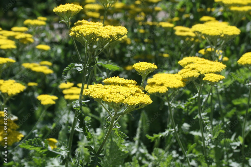 Obraz premium Small Petal Yellow Flower 2020 II