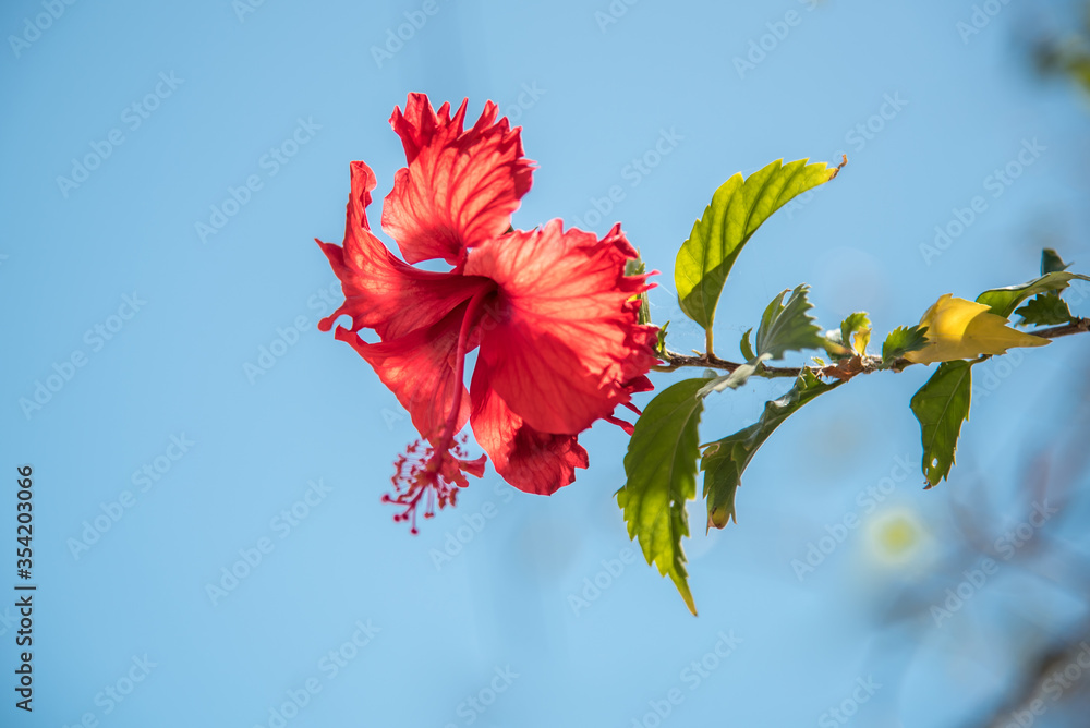 Φωτογραφία Hibiscus is a genus of flowering plants in the mallow family, Malvaceae