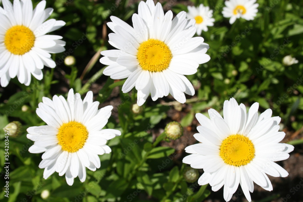 Fototapeta premium White Petal Daisies 2020 I