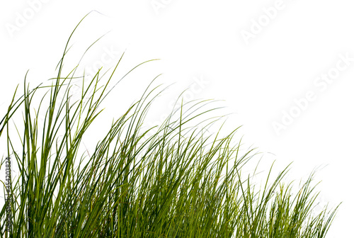 Green grass isolated on white with clipping path for object design