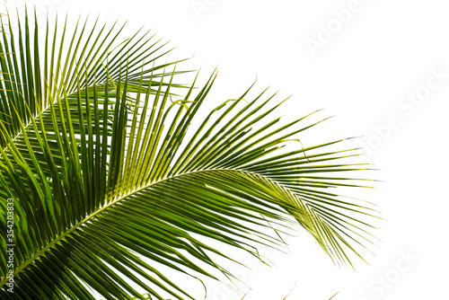 coconut palm leaf isolated on white with clipping path for object and retouch design.