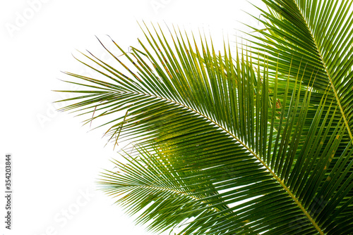 coconut palm leaf isolated on white with clipping path for object and retouch design.