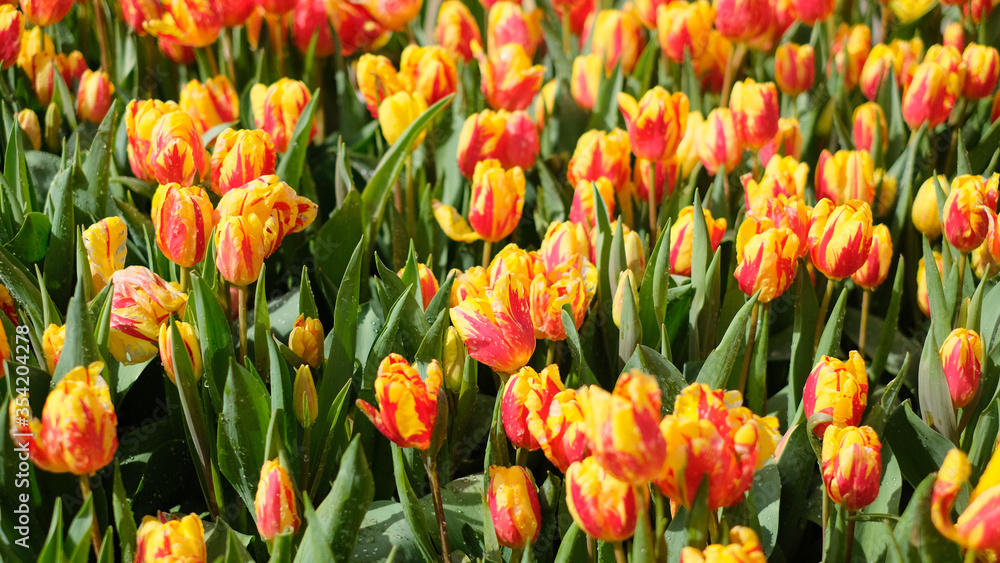 Close up of blooming flowerbeds of amazing orange tulips during spring, tulip background. Close up of blooming flowerbeds of amazing orange tulips during spring, tulip background.