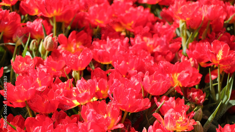A field of red tulips, tulip background, selective focus. A field of red tulips, tulip background, selective focus.