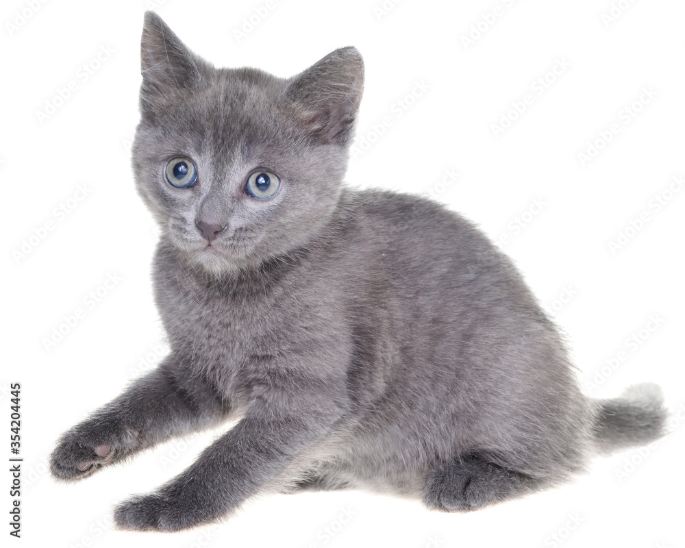 Small gray kitten playing isolated