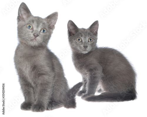Two small gray shorthair kitten sitting isolated
