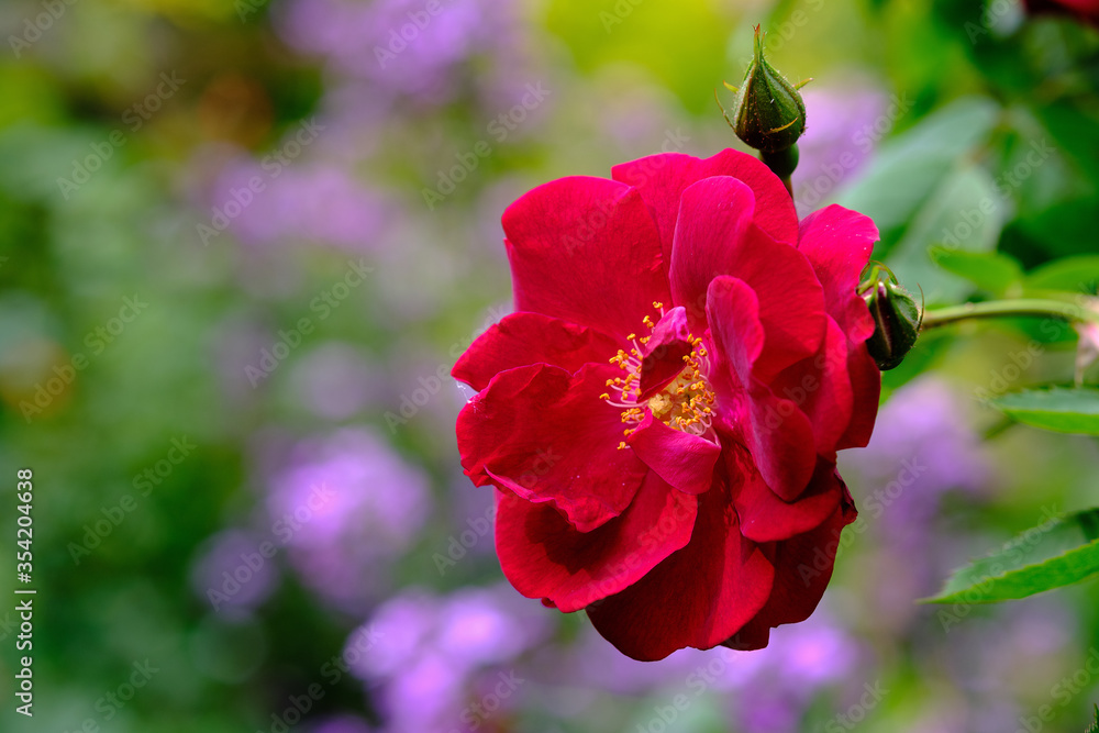Blooming Summer flowers in a garden Blooming Summer flowers in a garden