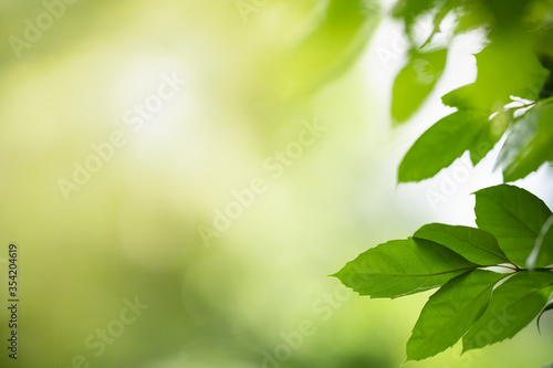 Beautiful nature view of green leaf with rain drop on blurred greenery background in garden with copy space using as background natural green plants landscape, ecology, fresh wallpaper concept.