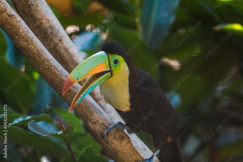Naklejka premium Hermoso tucan pico colorido en zoologico de Panama Summit
