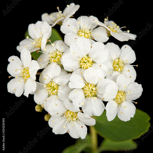 White flowers of Spirea aguta or Brides wreath, isolated on black background © kostiuchenko