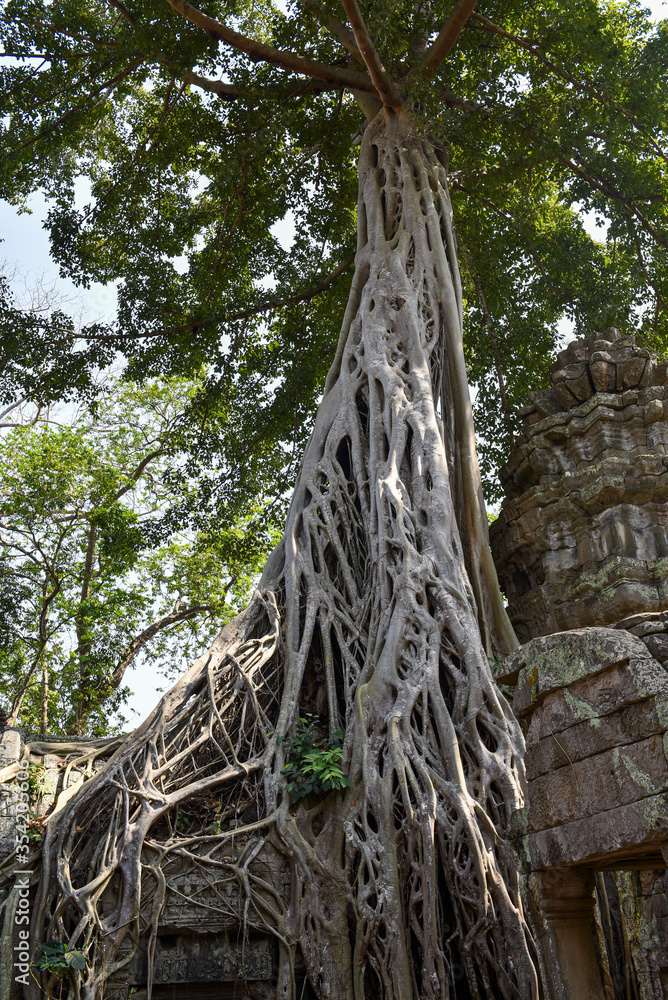 Ancient giant silk cotton tree of Ta Prohm on top of a roof, Siem Reap, Cambodia Ancient giant silk cotton tree of Ta Prohm on top of a roof, Siem Reap, Cambodia