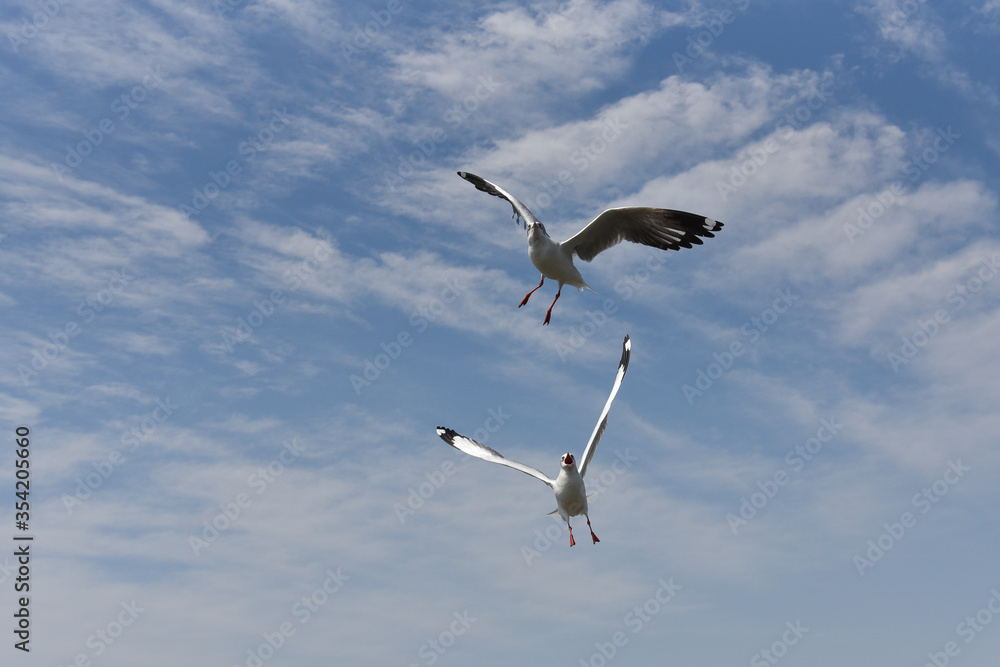 Fototapeta premium close-up of an attacking seagull flapping its wings against a cloudy blue sky