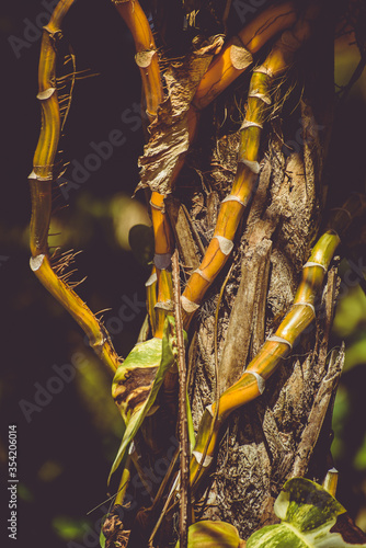 Organism that grows on the surface of a plant and derives its moisture and nutrients from the air, rain, water photo