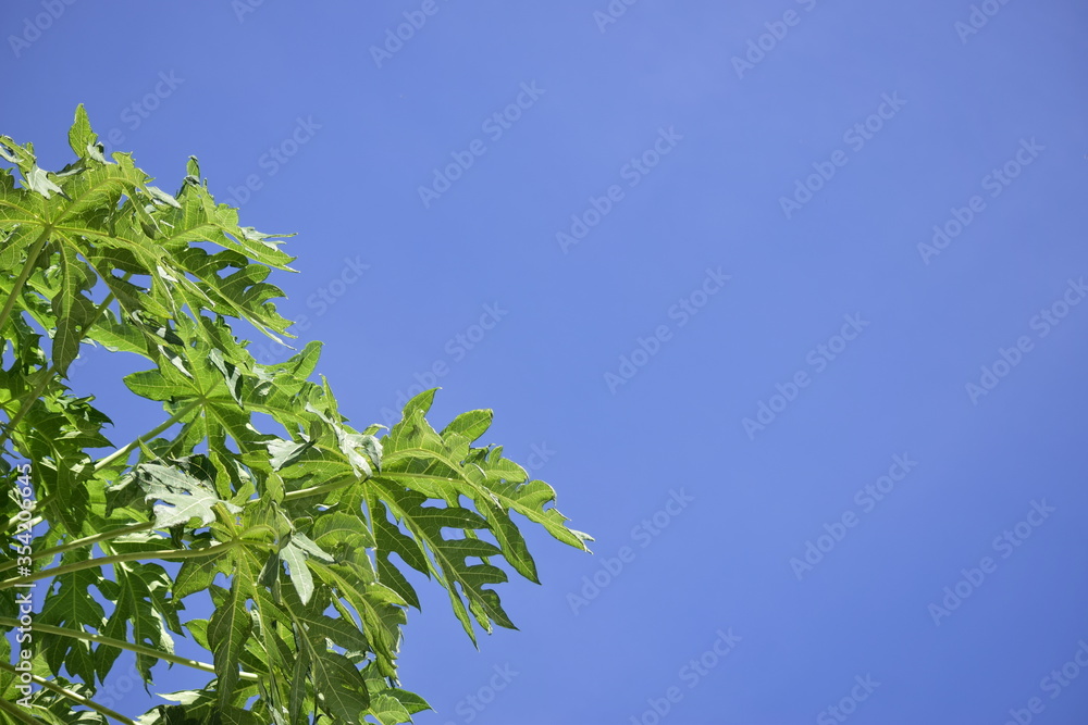 green leaves against blue sky