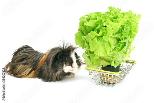 Принти на полотні Funny shaggy sheba guinea pig eats from a shopping basket filled with purchased greens on a white background