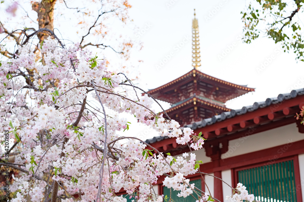 Shitennoji Temple with Sakura in Osaka, Japan Shitennoji Temple with Sakura in Osaka, Japan