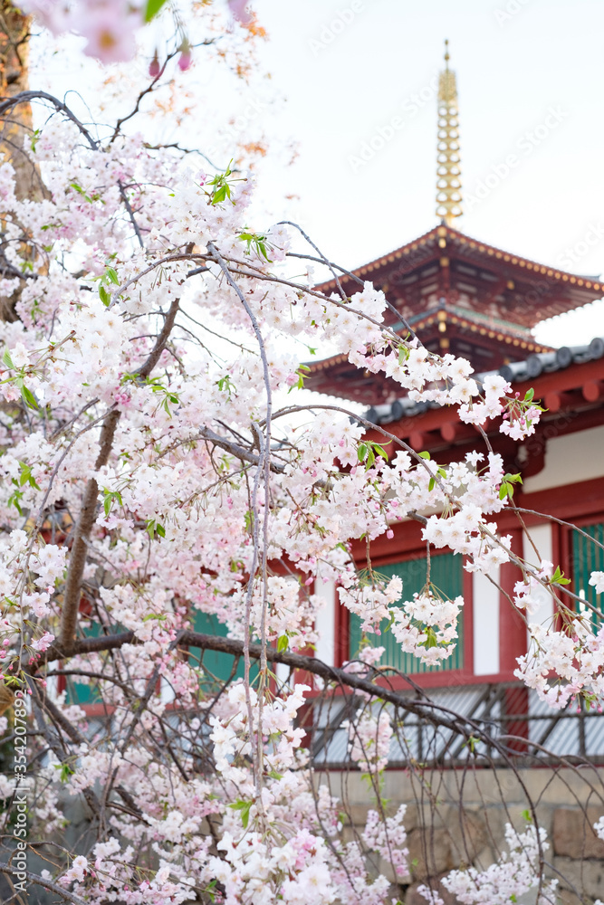 Shitennoji Temple with Sakura in Osaka, Japan