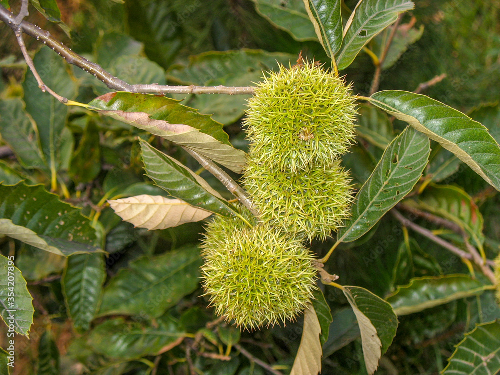 Chestnut tree fruits on the branch