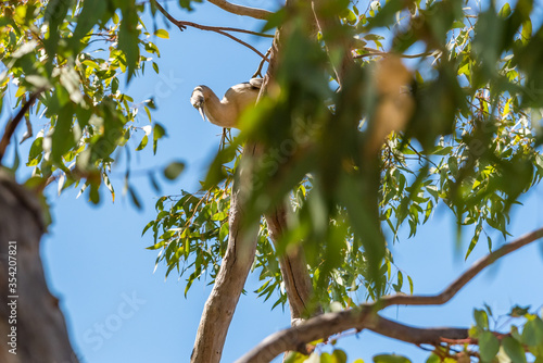 Australian Egret perched in a tree near the South Yunderup estuary photo
