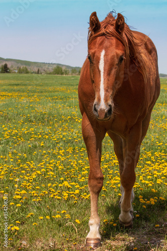 A young bay colored gelding with a thin white blaze walks towards the camera through a field of green grass and yellow dandelions.