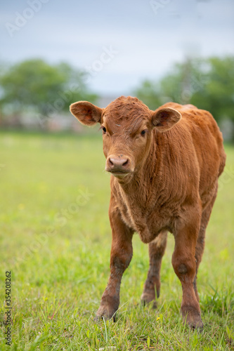 Quadro su tela Red Angus Calf