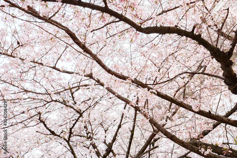 Shitennoji Temple with Sakura in Osaka, Japan Shitennoji Temple with Sakura in Osaka, Japan