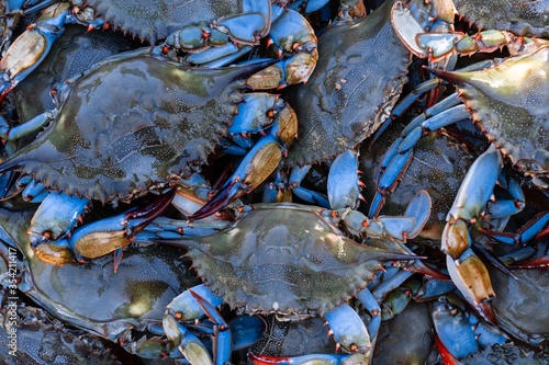 Fresh Blue Female Crabs