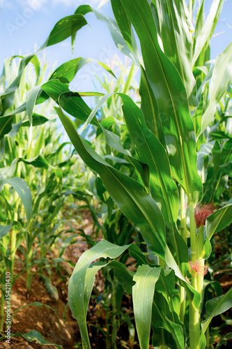 Corn tree on plantation.