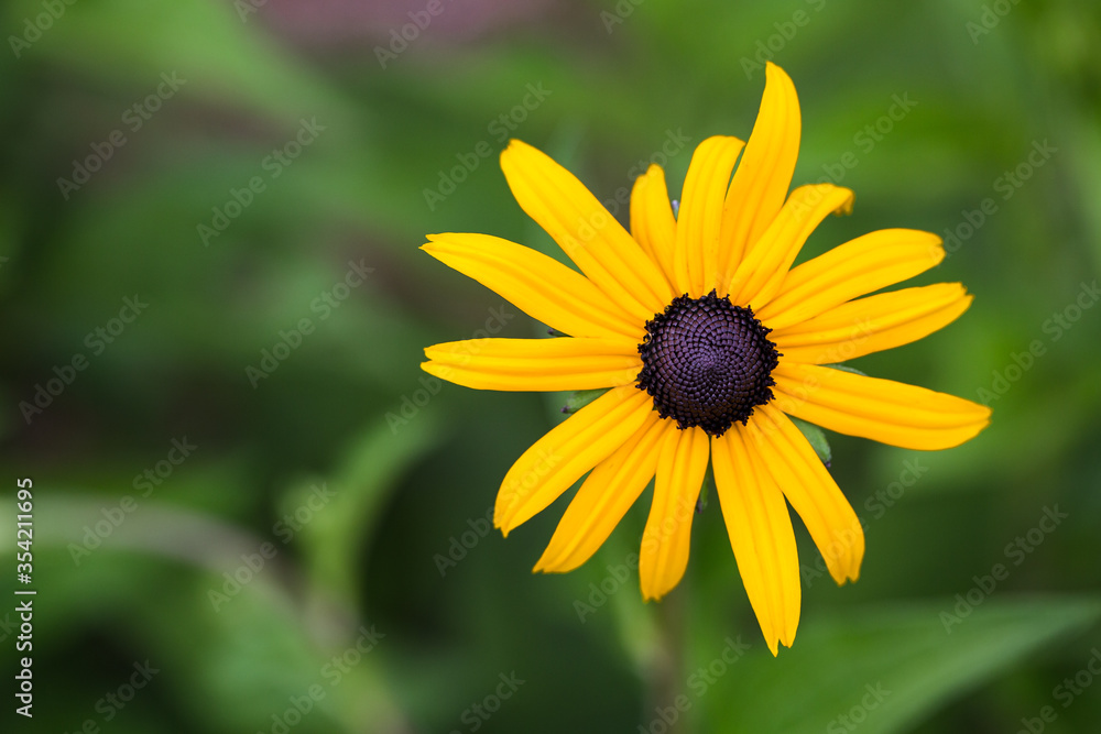 Black-eyed susan yellow flower against green background Black-eyed susan yellow flower against green background