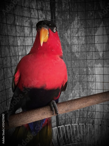 a parrot ( burung nuri ) perched on a piece of wood photo