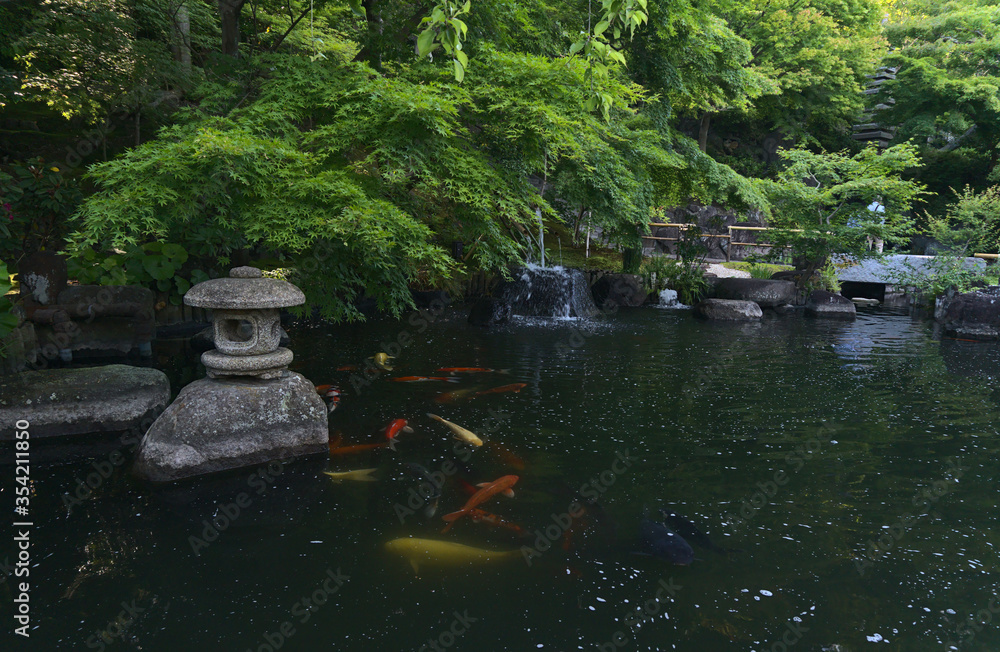 Fototapeta premium Traditional beautiful Japanese Garden style and pond with KOI fish carp in Hasedera temple, Kamakura, Kanagawa Japan.