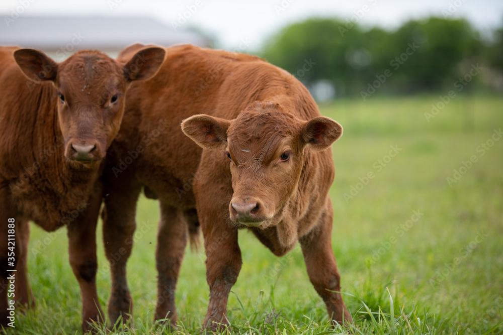 Red Angus Calf Red Angus Calf