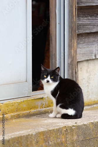 田舎で暮らす黒白の猫