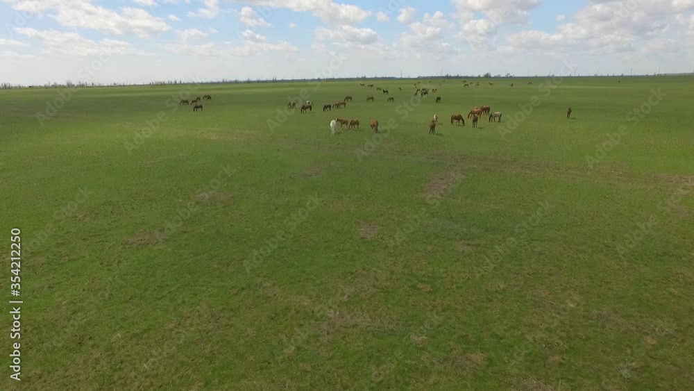 A large herd of horses gallops over the endless green steppe. Aerial view of a flight close to the horses. A large herd of horses gallops over the endless green steppe. Aerial view of a flight close to the horses.