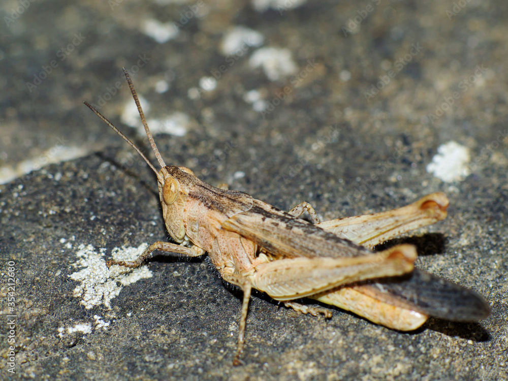 closeup of grasshopper on the ground closeup of grasshopper on the ground