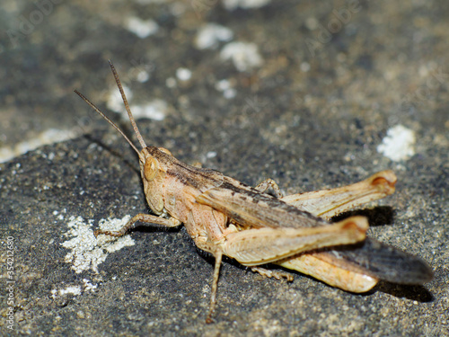 closeup of grasshopper on the ground
