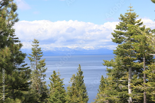 pine trees on the lake