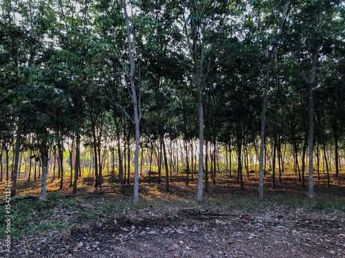 Rubber plantations that are planted in the south of Thailand