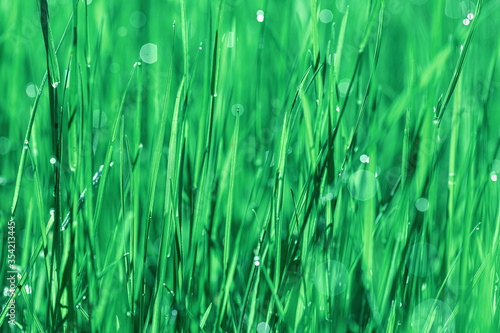 Close up of wet green grass selective focus