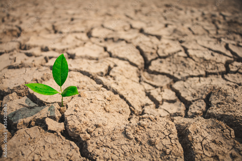 Growth of trees in drought crisis, Living with tree drought. Growth of trees in drought crisis, Living with tree drought.