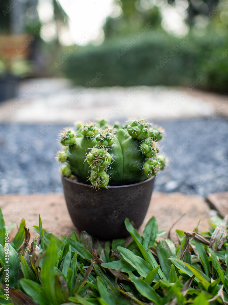 The cactus is in my home The cactus is in my home