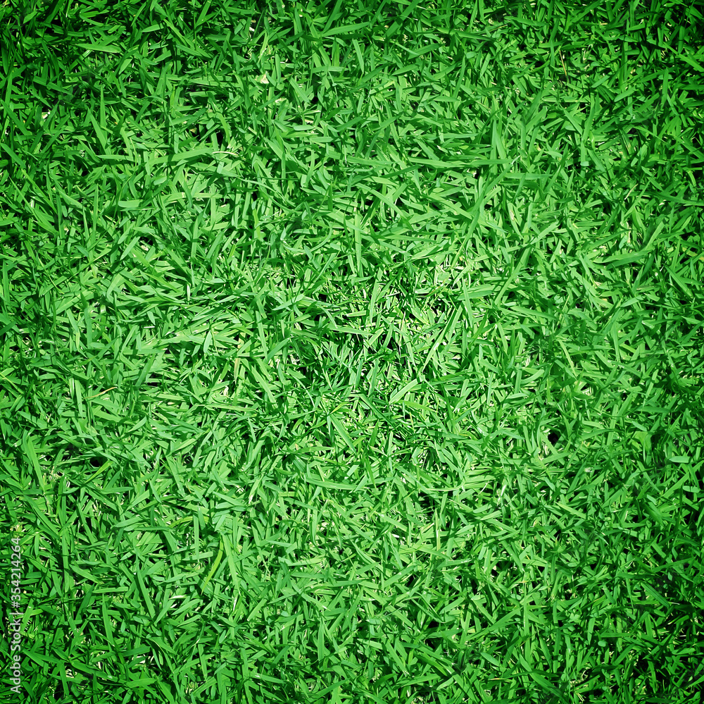 Green grass background texture. Green grass background texture.