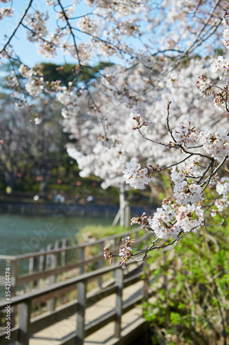 桜　洗足池
