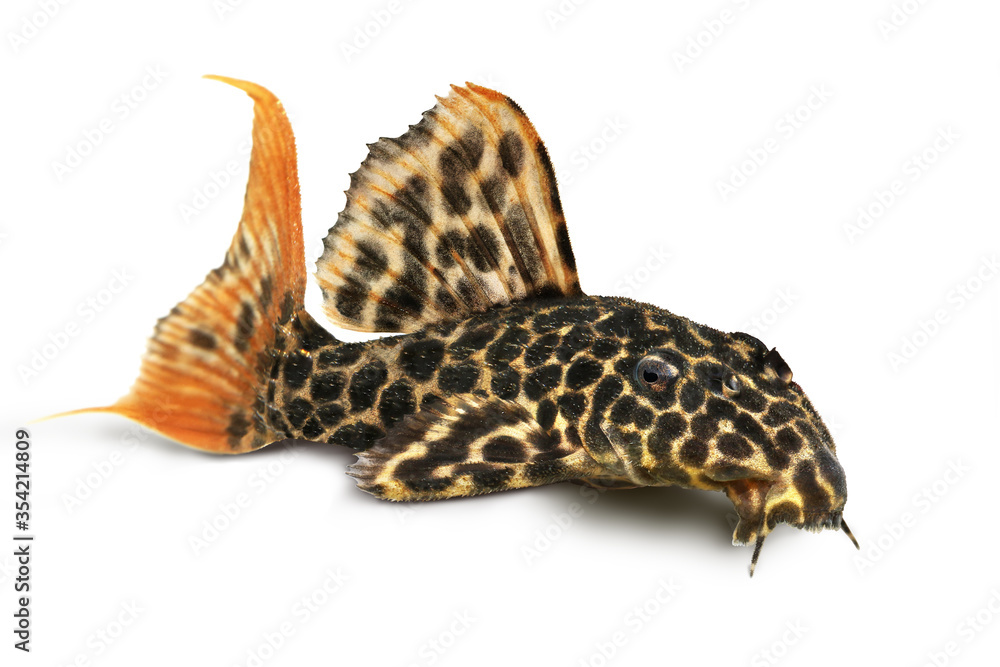 Leopard Cactus Pleco aquarium fish Pseudacanthicus leopardus	
 - obrazy, fototapety, plakaty 