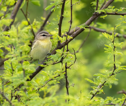 The warbling vireo (Vireo gilvus) in the fresh green sprin foliage
